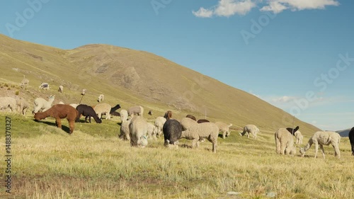 Alpacas eating and grazing in the Andes mountain range surrounded by mountains and blue sky illuminated by natural light in the highlands of Peru, Latin America.