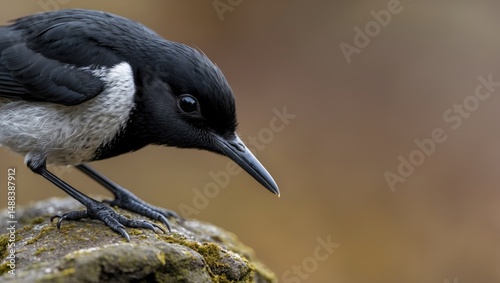 A macro photo of a black wheatear perched on a rock.