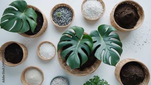 Exotic plant transplant equipment for horticulture home gardens variegated monstera top view on white background with copyspace