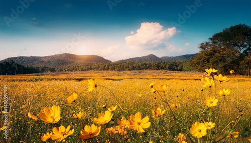 beautiful yellow blooming cosmos flower in the field with netural field photo