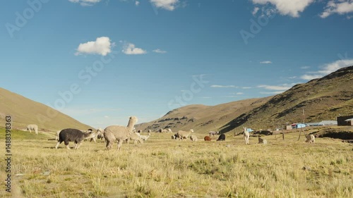 Alpacas eating and grazing in the Andes mountain range surrounded by mountains and blue sky illuminated by natural light in the highlands of Peru, Latin America.