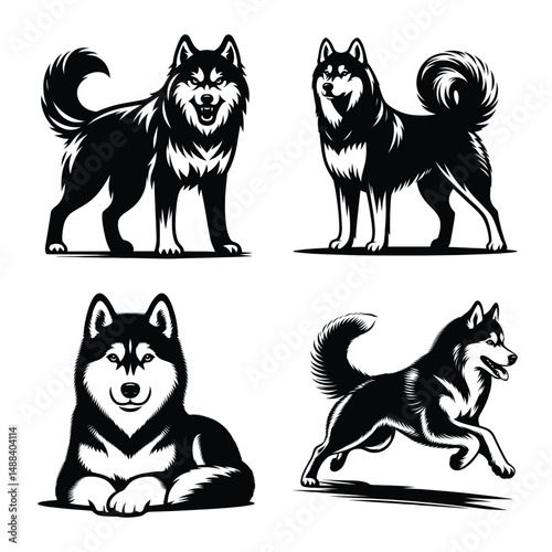 Different siberian husky dog set bundle vector illustration isolated on white background