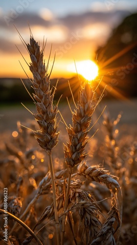 Golden Wheat Field at Sunset photo