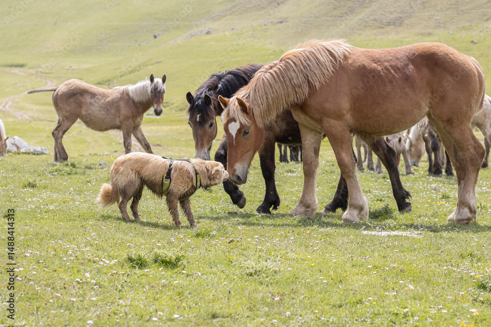 dog sniffing wild horses dog sniffing wild horses