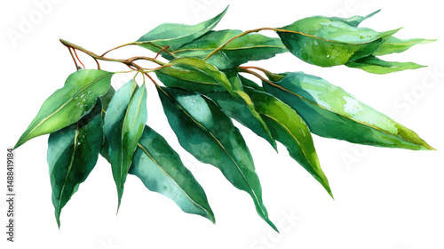 Wallpaper Mural Watercolor Gum Tree Leaves Clipart — Eucalyptus Botanical Illustration on Transparent Background

 Torontodigital.ca