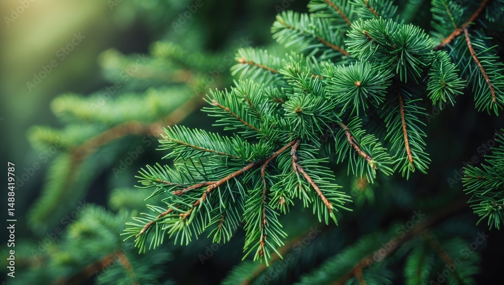 Cedar trees are massive evergreen conifers characterized by needle-like leaves arranged in a spiral on their scented woody branches. Cedar trees are massive evergreen conifers characterized by needle-like leaves arranged in a spiral on their scented woody branches.