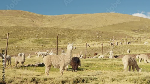 Alpacas eating and grazing in the Andes mountain range surrounded by mountains and blue sky illuminated by natural light in the highlands of Peru, Latin America.