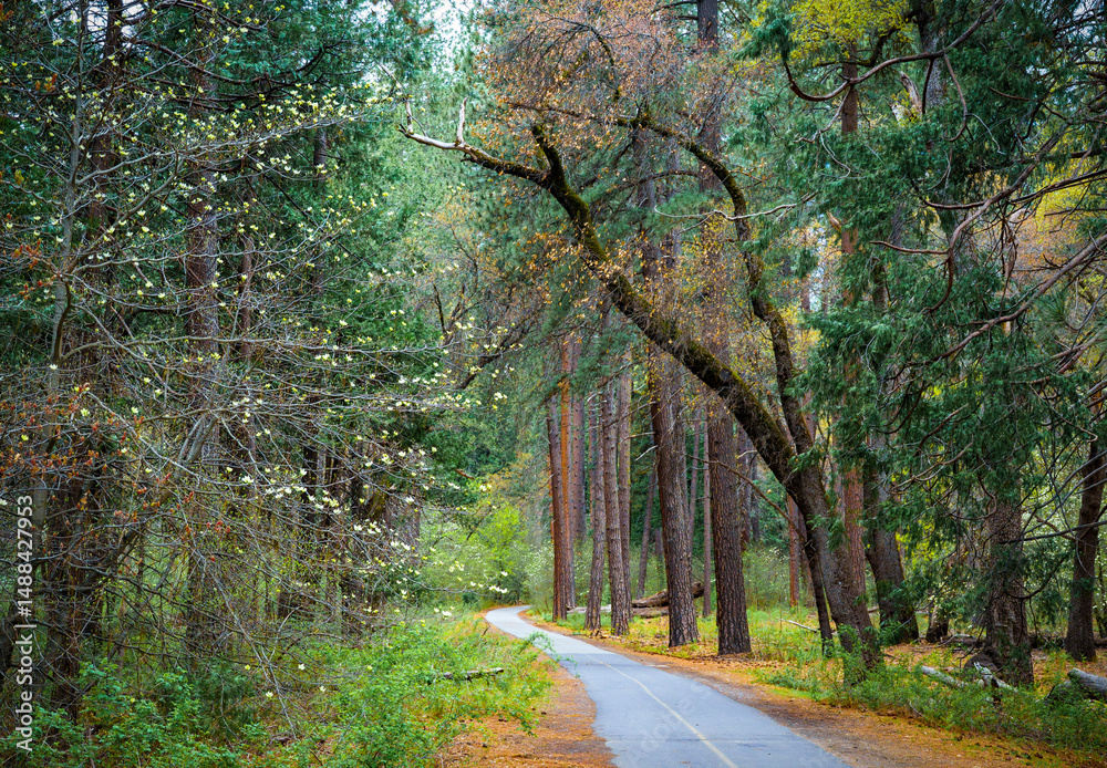 Fototapeta premium The Lane to Mirror Lake
