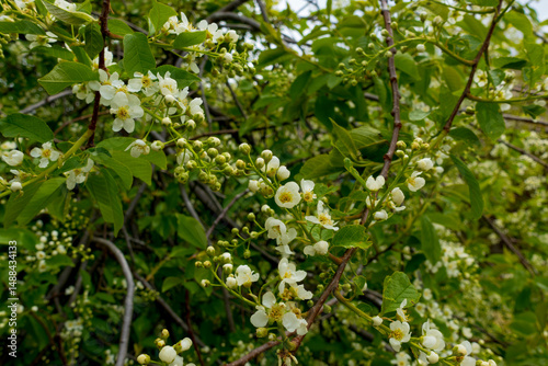 bird cherry, hackberry, hagberry, or Mayday tree (Prunus padus) in May	