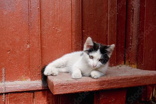 Cute black and cat kitten enjoying sunlight outdoors