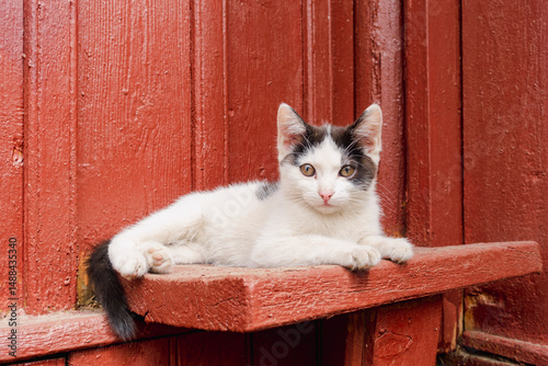Cute black and cat kitten enjoying sunlight outdoors