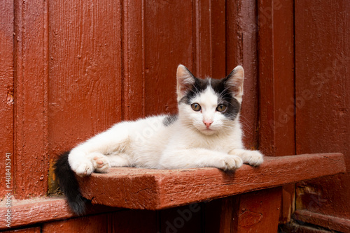 Cute black and cat kitten enjoying sunlight outdoors