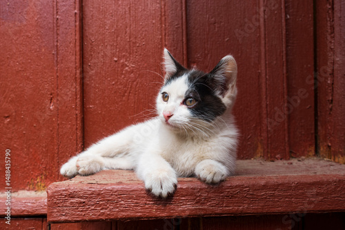 Cute black and cat kitten enjoying sunlight outdoors
