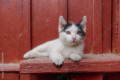 Cute black and cat kitten enjoying sunlight outdoors