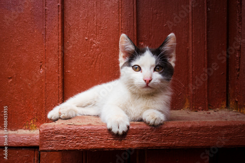 Cute black and cat kitten enjoying sunlight outdoors
