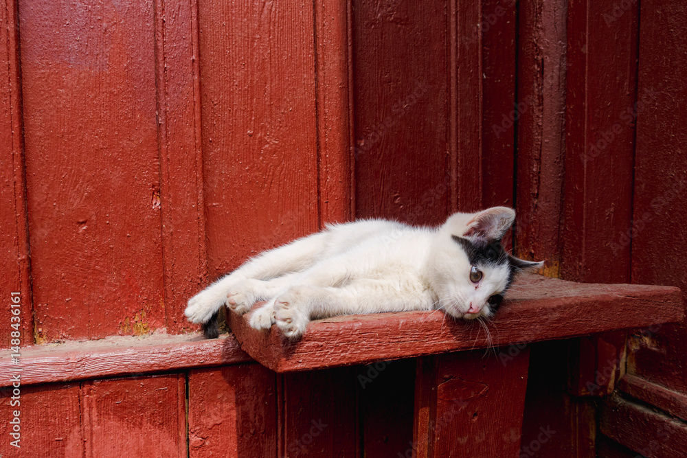 Fototapeta premium Cute black and cat kitten enjoying sunlight outdoors