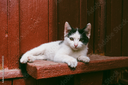 Cute black and cat kitten enjoying sunlight outdoors