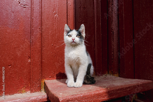 Cute black and cat kitten enjoying sunlight outdoors