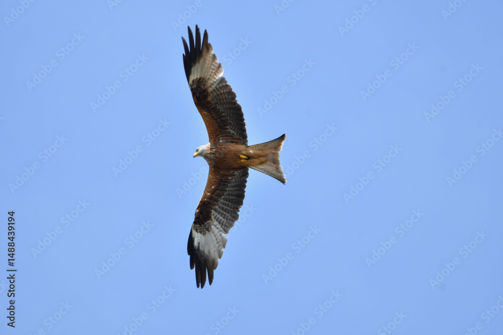 Obraz premium Rotmilan