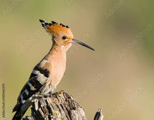 Eurasia hoopoe scientific name Upupa epops AI generated photo