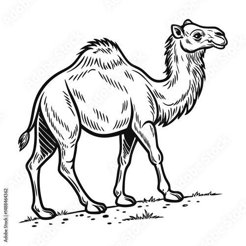 Desert camel Arabian  tradition vector  art illustration