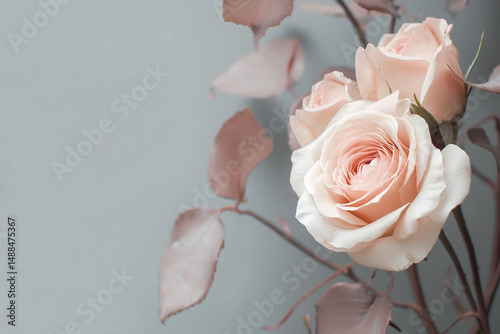 Soft pink roses on gray background, romantic background