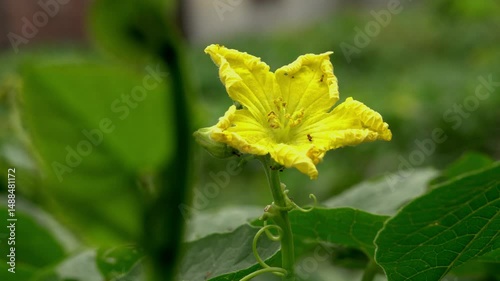 Macro Shot of Ants Crawling on a Yellow Flower in Natural Light

