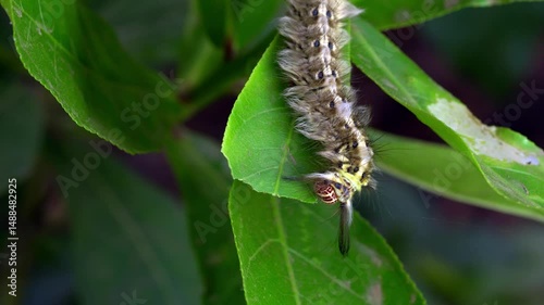 Close-Up of Brown Hairy Caterpillar Feeding on Leaf – Macro Wildlife Insect Clip
