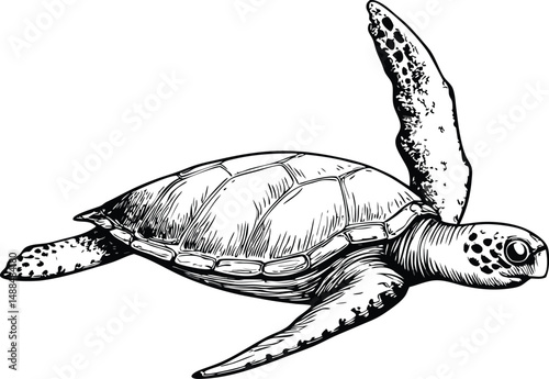 turtle on a white background