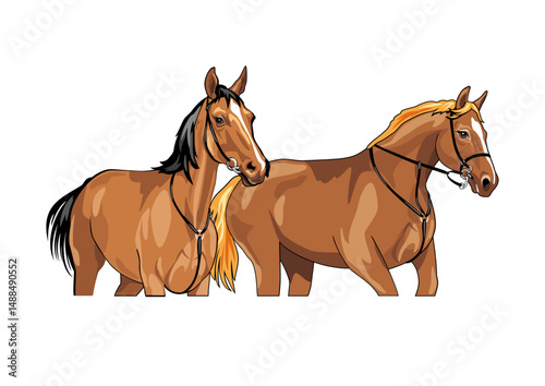 Two beautiful brown horses isolated on white