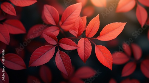 Vibrant autumn leaves photo