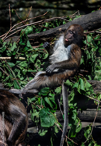 Crab-eating macaque female on the fallen tree. Latin name - Macaca fascicularis