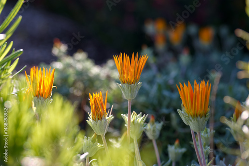 Vibrant orange flowers bloom in a sunny garden during late spring, showcasing nature's beauty and resilience