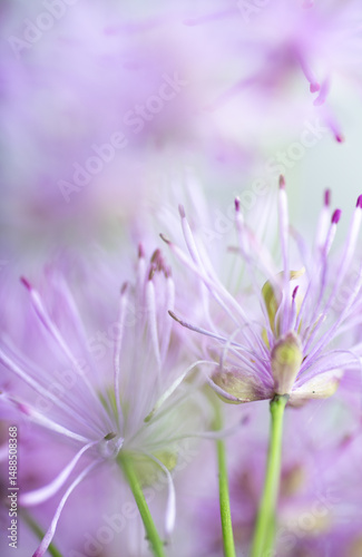 Abstract Close up of Magenta Pink Flowers of Columbine Meadow-rue