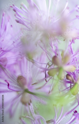 Abstract Close up of Magenta Pink Flowers of Columbine Meadow-rue
