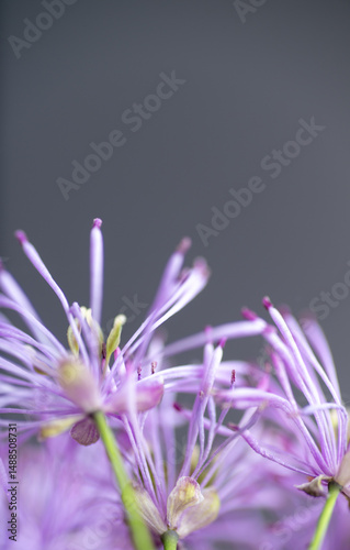 Abstract Close up of Magenta Pink Flowers of Columbine Meadow-rue