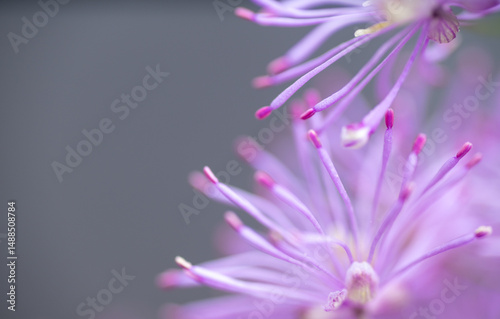Abstract Close up of Magenta Pink Flowers of Columbine Meadow-rue
