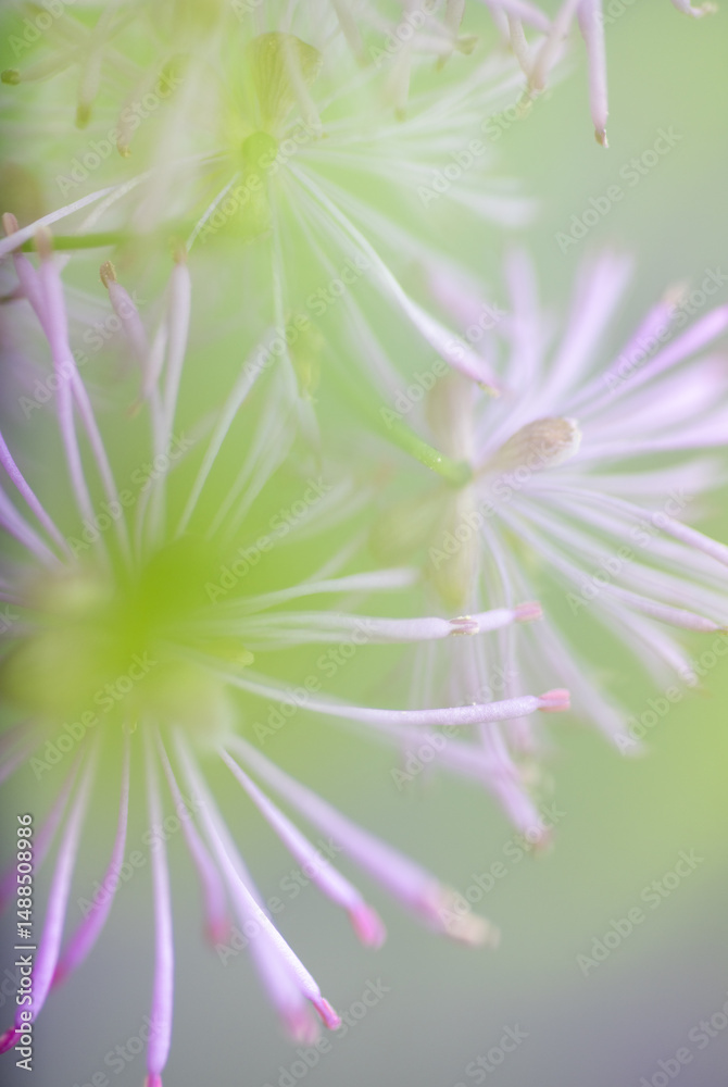 Obraz premium Abstract Close up of Magenta Pink Flowers of Columbine Meadow-rue