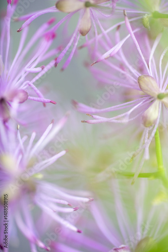 Abstract Close up of Magenta Pink Flowers of Columbine Meadow-rue