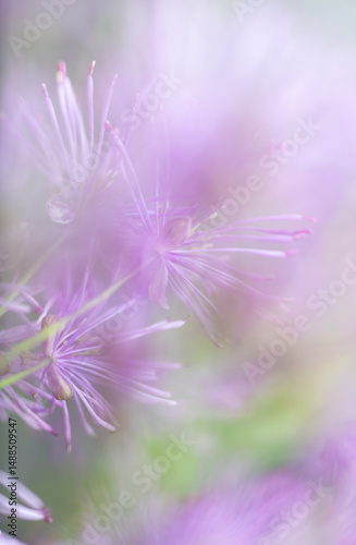 Abstract Close up of Magenta Pink Flowers of Columbine Meadow-rue