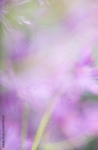 Abstract Close up of Magenta Pink Flowers of Columbine Meadow-rue