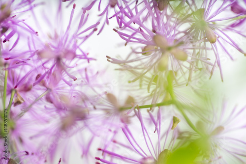 Abstract Close up of Magenta Pink Flowers of Columbine Meadow-rue