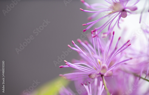 Abstract Close up of Magenta Pink Flowers of Columbine Meadow-rue