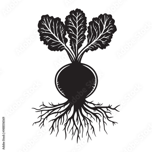 Black and white silhouette of beetroot. Vector illustration, Radish and beetroot icon