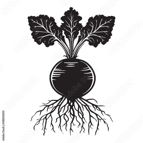 Black and white silhouette of beetroot. Vector illustration, Radish and beetroot icon