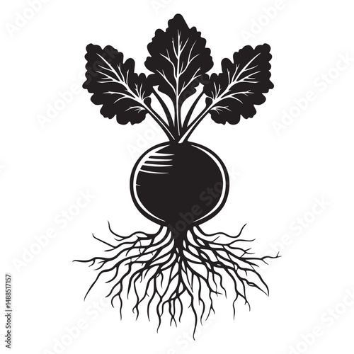 Black and white silhouette of beetroot. Vector illustration, Radish and beetroot icon