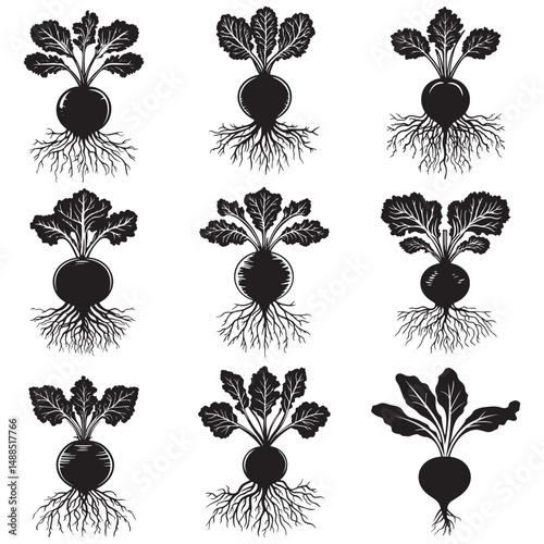Black and white silhouette of beetroot. Vector illustration, Radish and beetroot icon