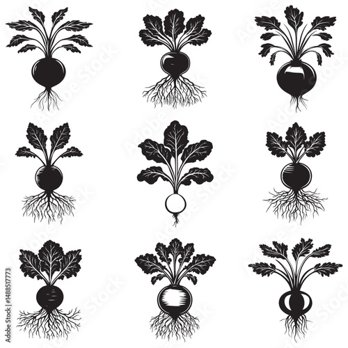Black and white silhouette of beetroot. Vector illustration, Radish and beetroot icon