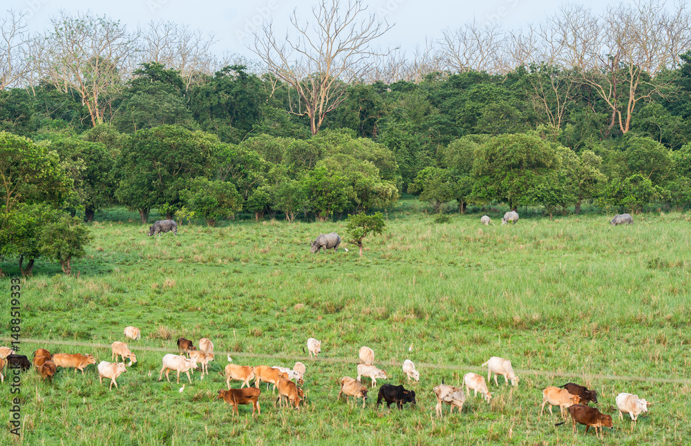Fototapeta premium Great Indian rhinoceros grazing in a sanctuary