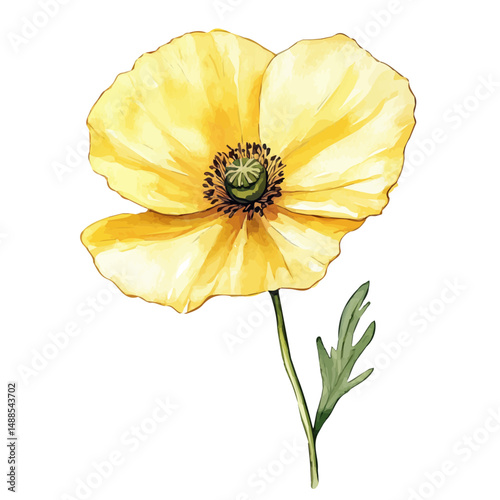Yellow Poppy Pressed In A Journal, watercolor illustration vector, high quality, isolated on a white background.